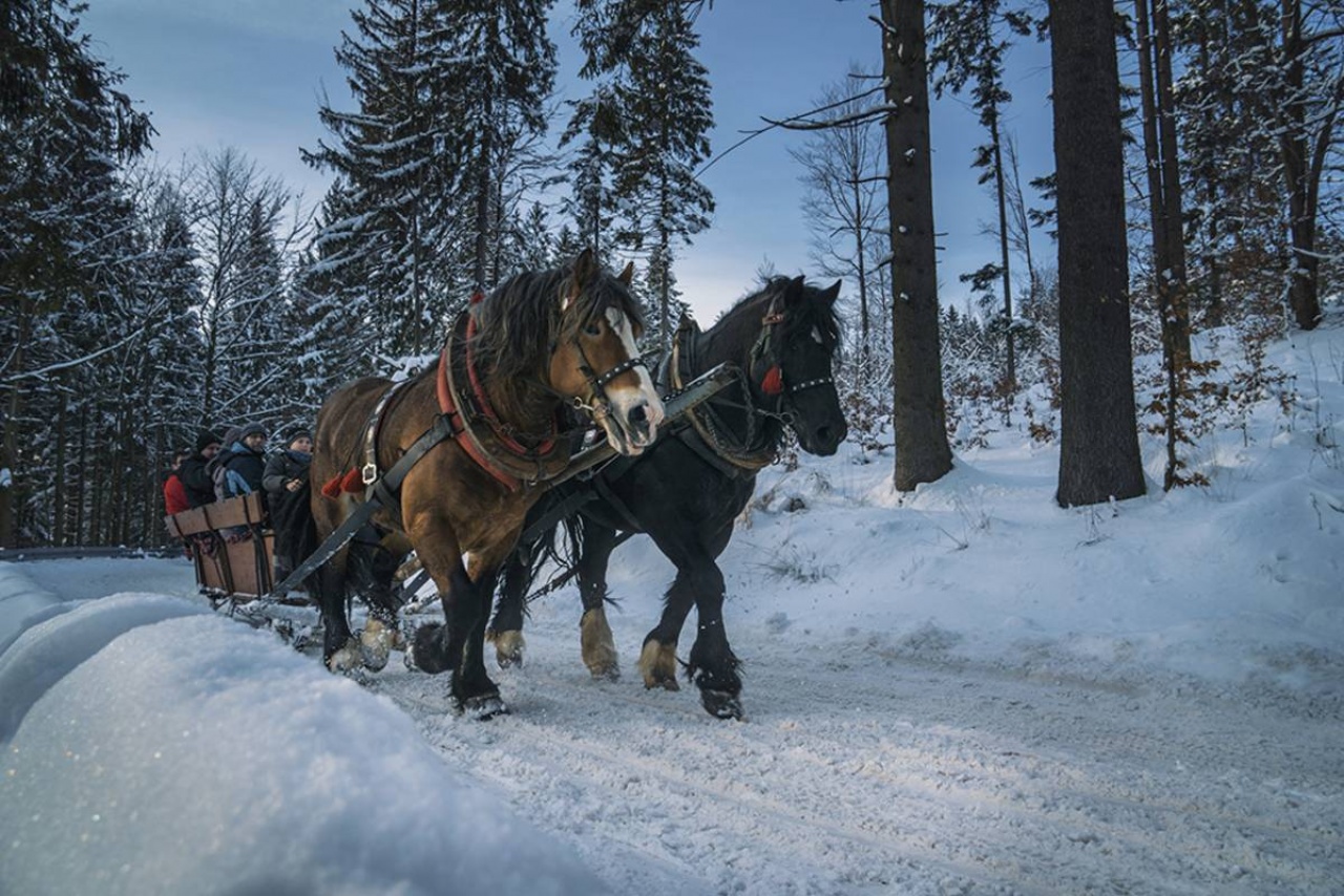 Kuligi w Bukowinie Tatrzańskiej